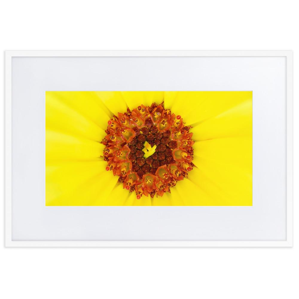 Ringelblume - Poster im Rahmen mit Passepartout weiß / 61×91 cm artlia