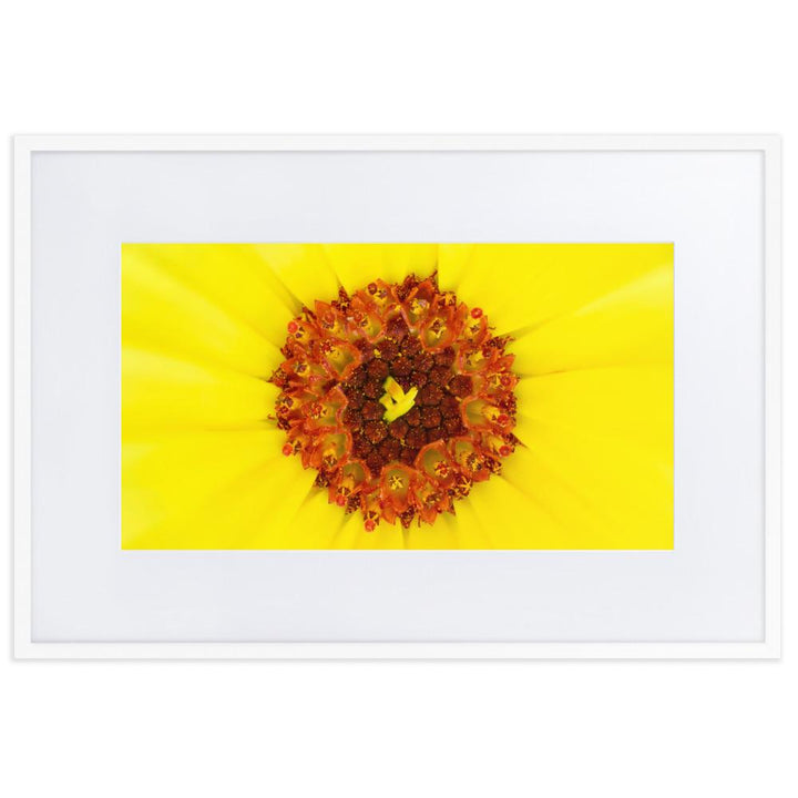 Ringelblume - Poster im Rahmen mit Passepartout weiß / 61×91 cm artlia