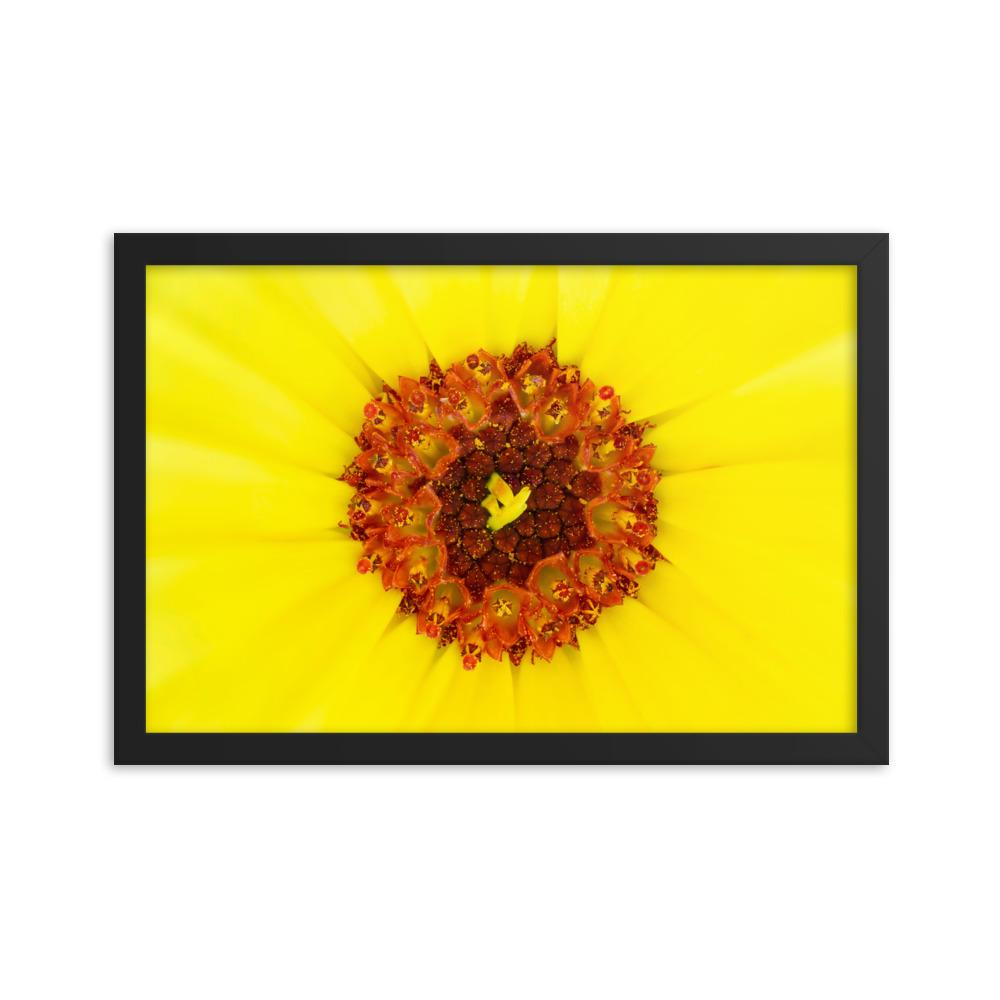 Ringelblume - Poster im Rahmen schwarz / 30x45 cm artlia