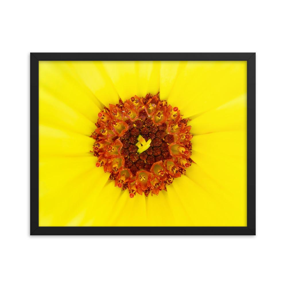 Ringelblume - Poster im Rahmen schwarz / 41x51 cm artlia