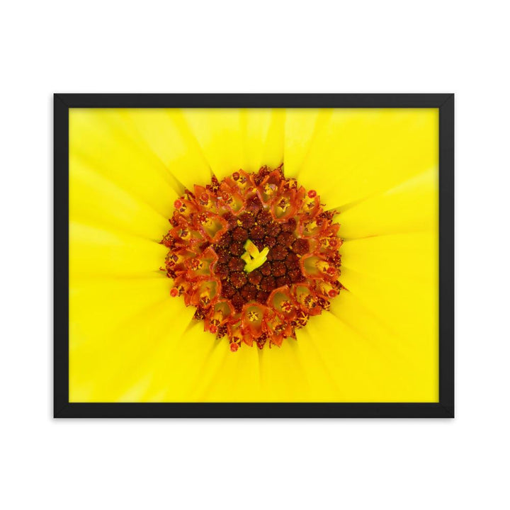 Ringelblume - Poster im Rahmen schwarz / 41x51 cm artlia
