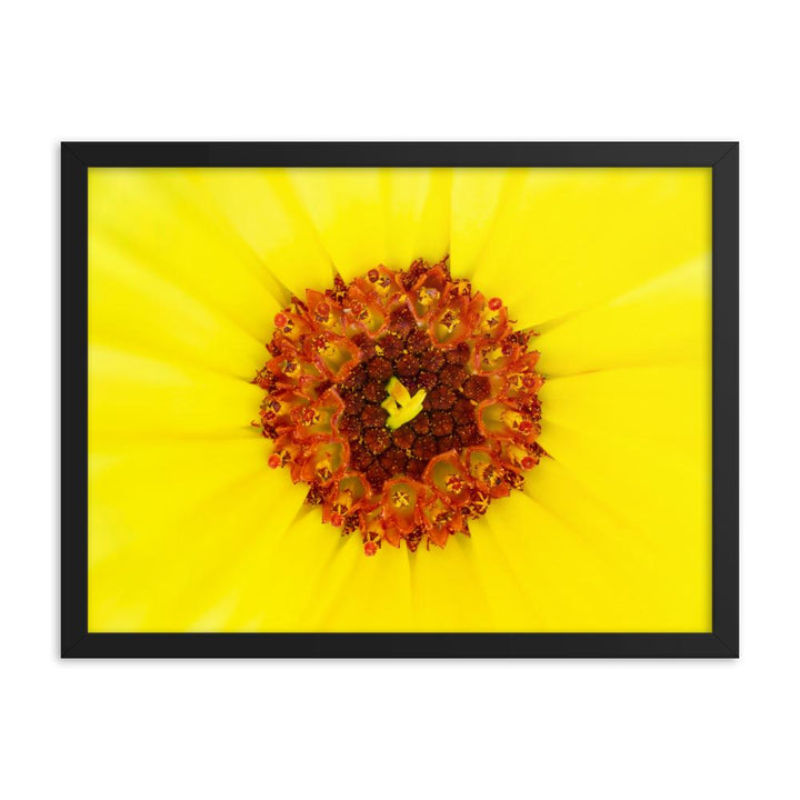 Ringelblume - Poster im Rahmen schwarz / 46x61 cm artlia