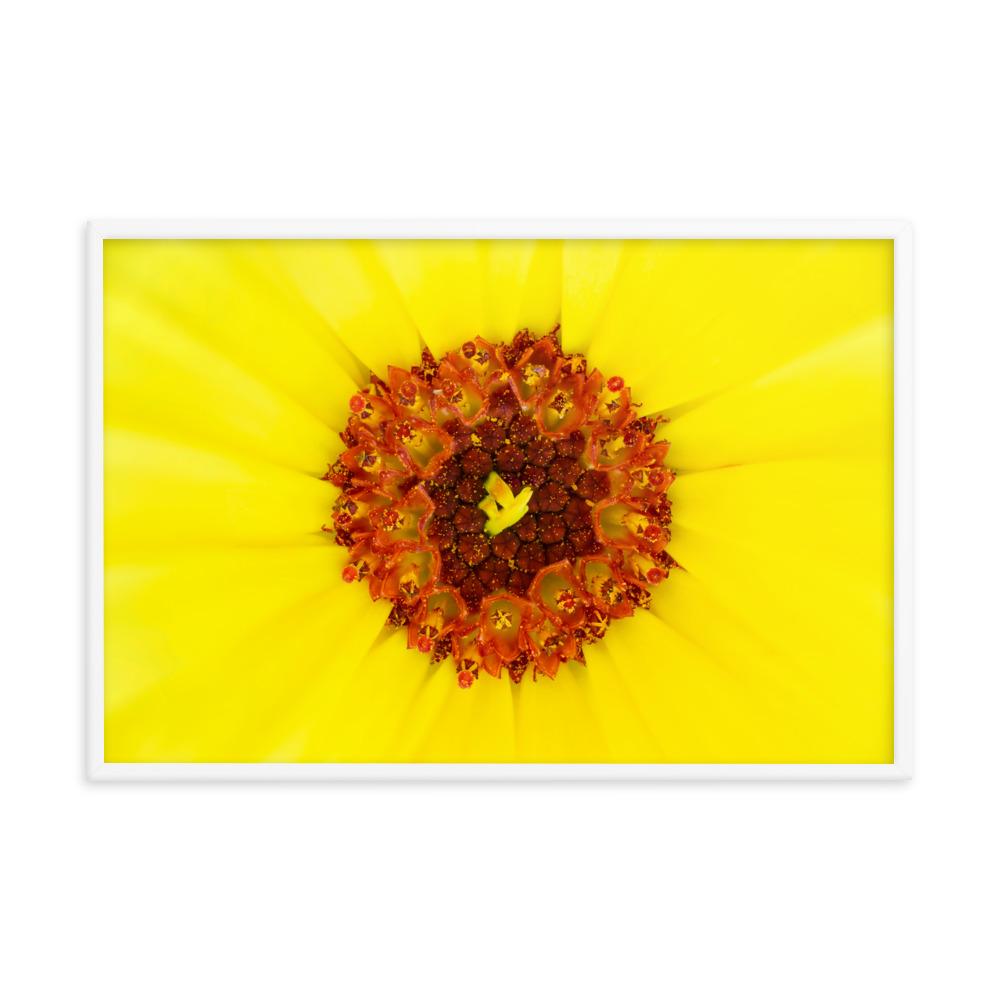 Ringelblume - Poster im Rahmen weiß / 61x91 cm artlia