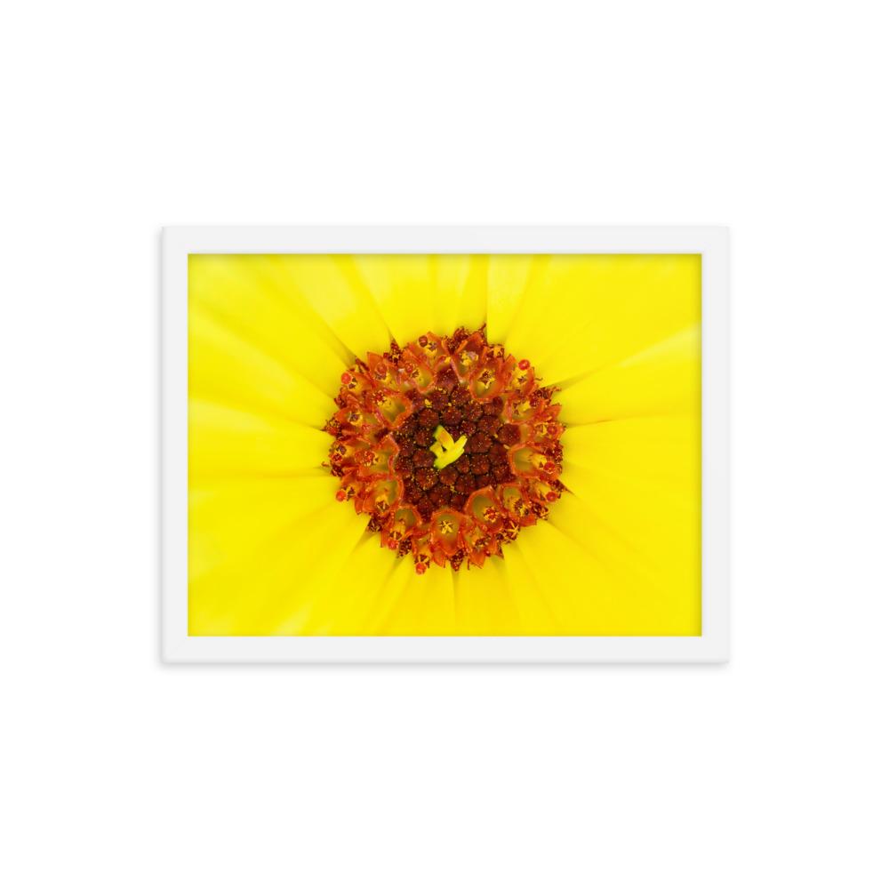 Ringelblume - Poster im Rahmen weiß / 30x41 cm artlia