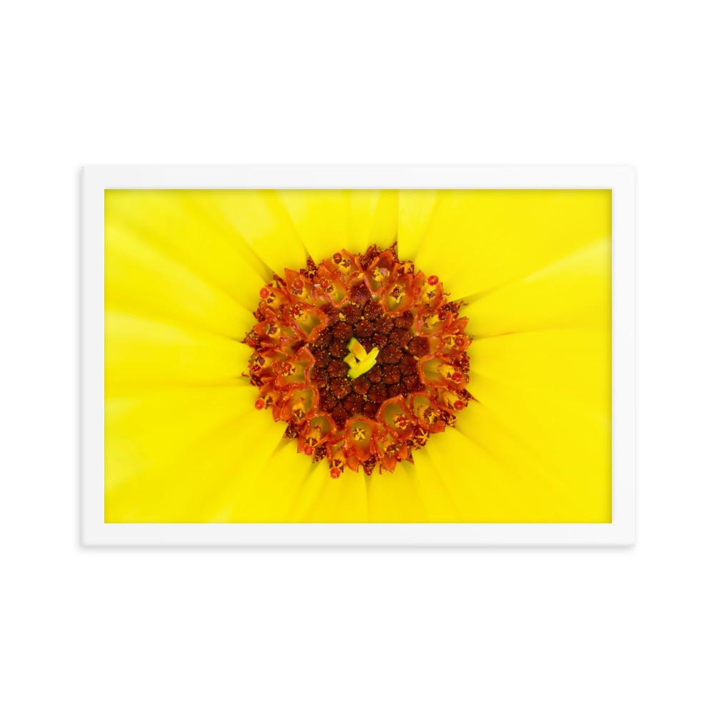 Ringelblume - Poster im Rahmen weiß / 30x45 cm artlia