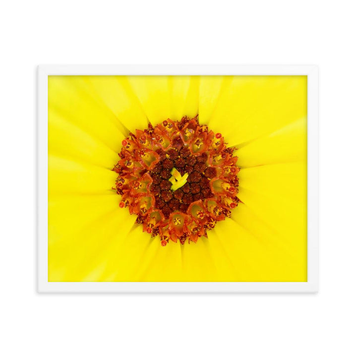 Ringelblume - Poster im Rahmen weiß / 41x51 cm artlia