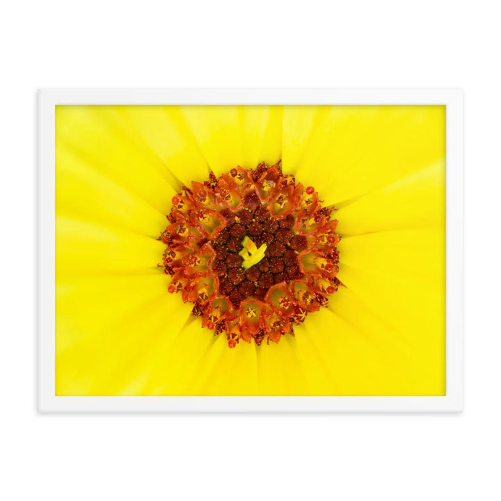 Ringelblume - Poster im Rahmen weiß / 46x61 cm artlia