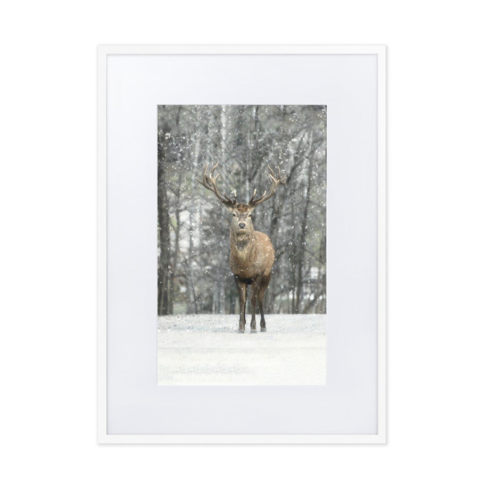 Rotwild im Schnee - Poster im Rahmen mit Passepartout Weiß / 50×70 cm artlia