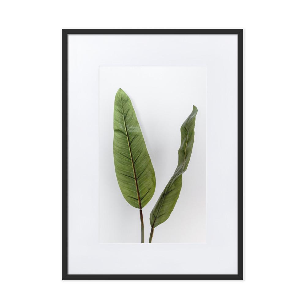Tropical Leaves - Poster im Rahmen mit Passepartout schwarz / 50×70 cm artlia