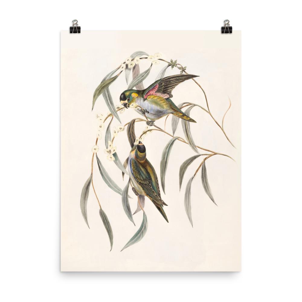 Poster - Wellensittich 30x41 cm artlia