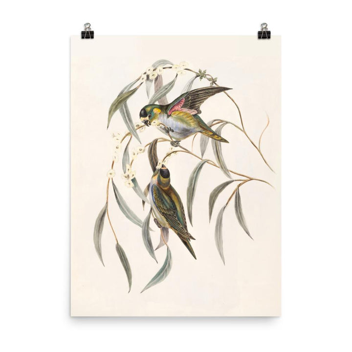 Poster - Wellensittich 30x41 cm artlia