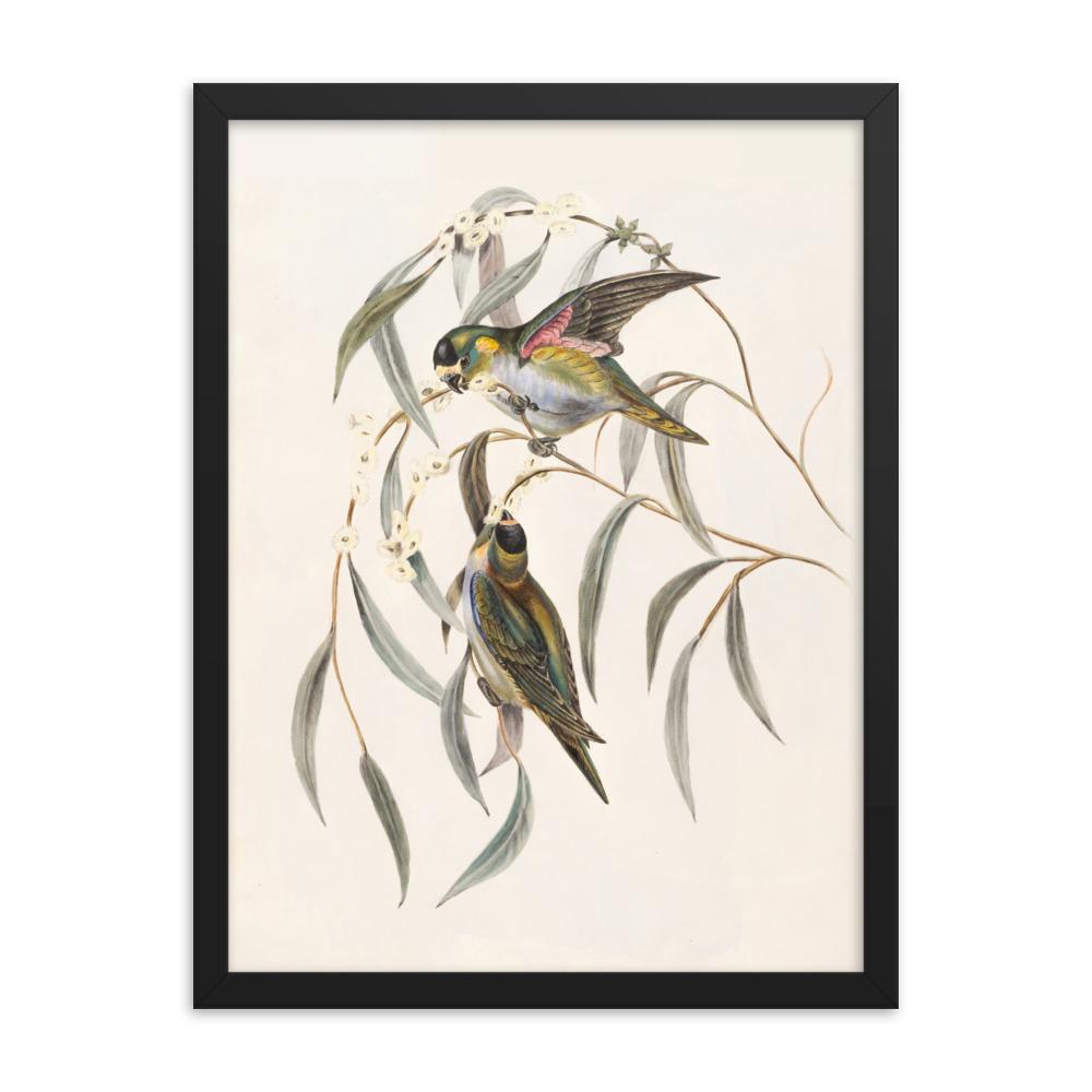 Wellensittich - Poster im Rahmen schwarz / 30x41 cm artlia