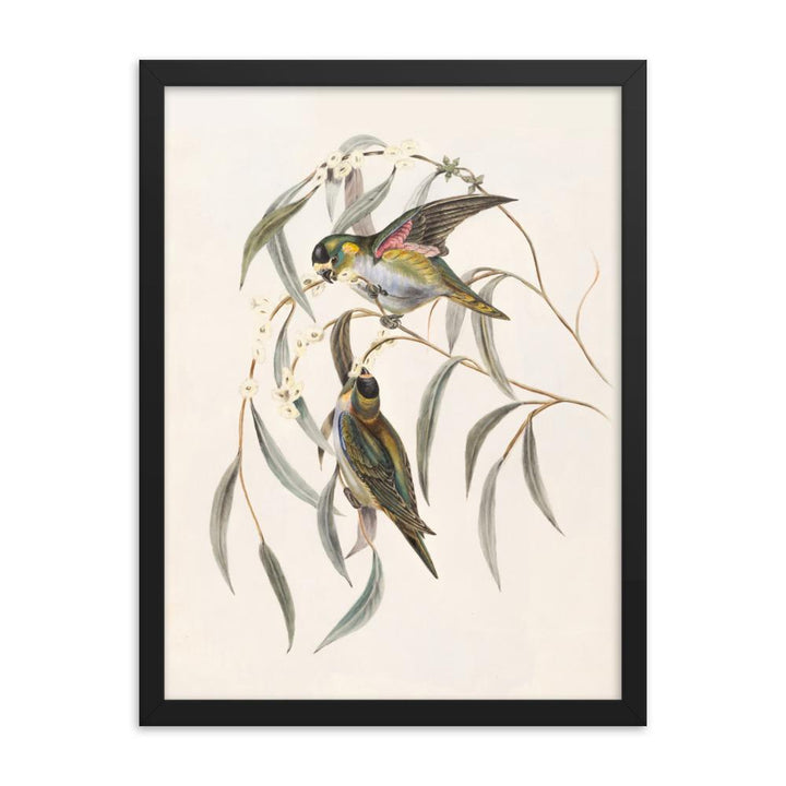 Wellensittich - Poster im Rahmen schwarz / 30x41 cm artlia