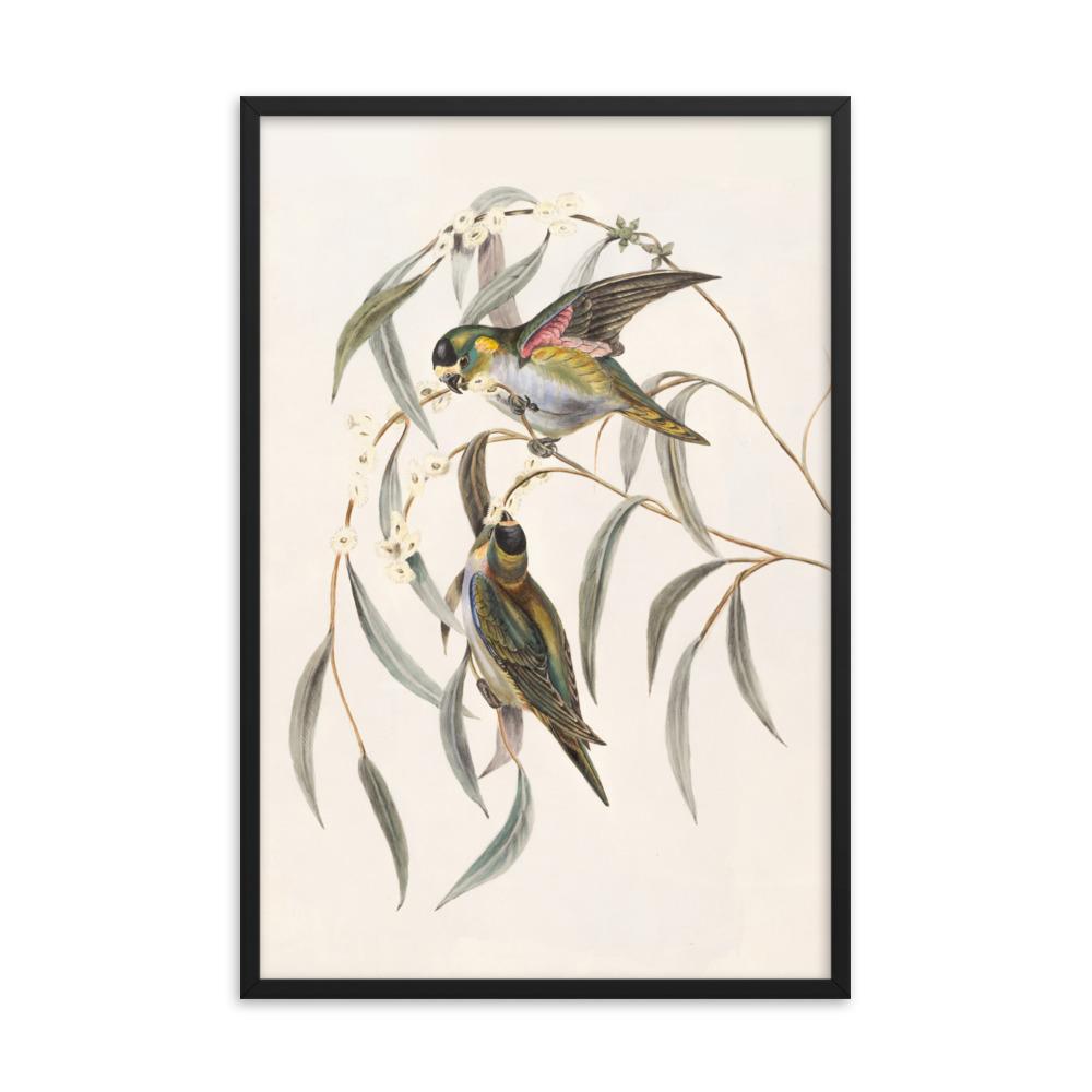 Wellensittich - Poster im Rahmen schwarz / 61x91 cm artlia