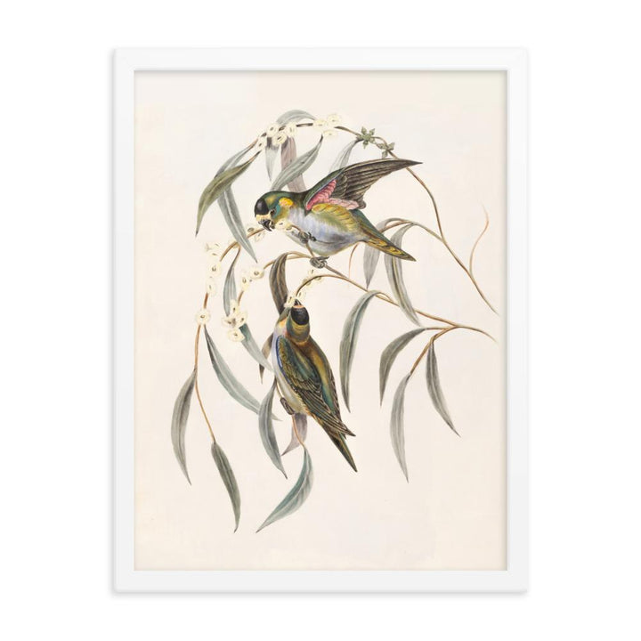 Wellensittich - Poster im Rahmen weiß / 30x41 cm artlia
