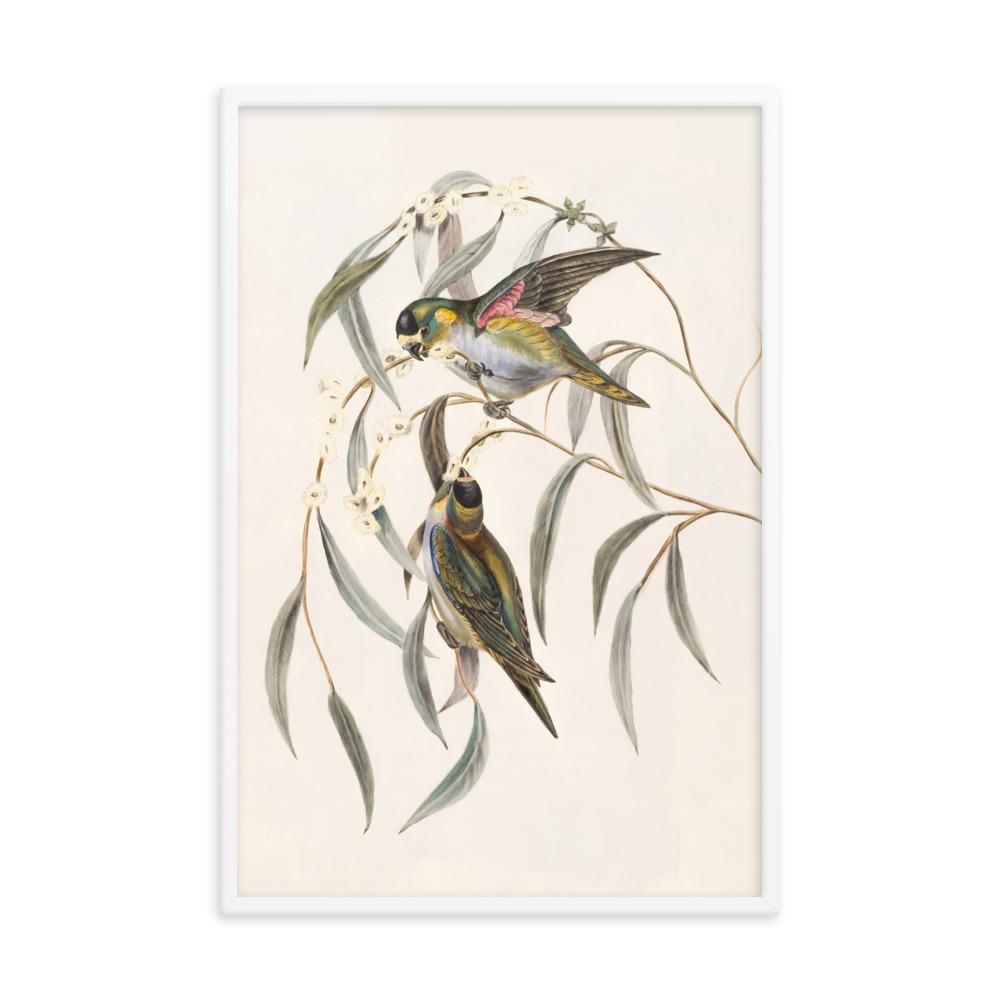 Wellensittich - Poster im Rahmen weiß / 61x91 cm artlia