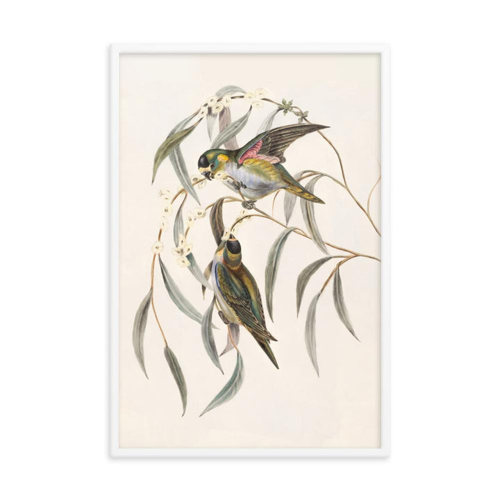 Wellensittich - Poster im Rahmen weiß / 61x91 cm artlia
