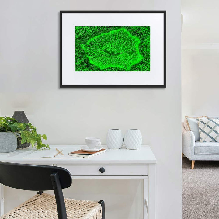 Wulstkoralle - Poster im Rahmen mit Passepartout artlia