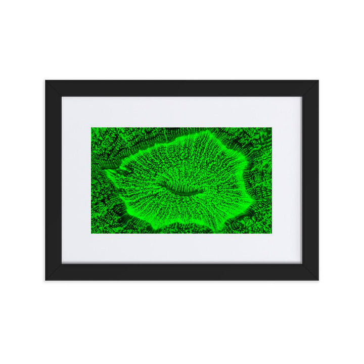 Wulstkoralle - Poster im Rahmen mit Passepartout schwarz / 21×30 cm artlia
