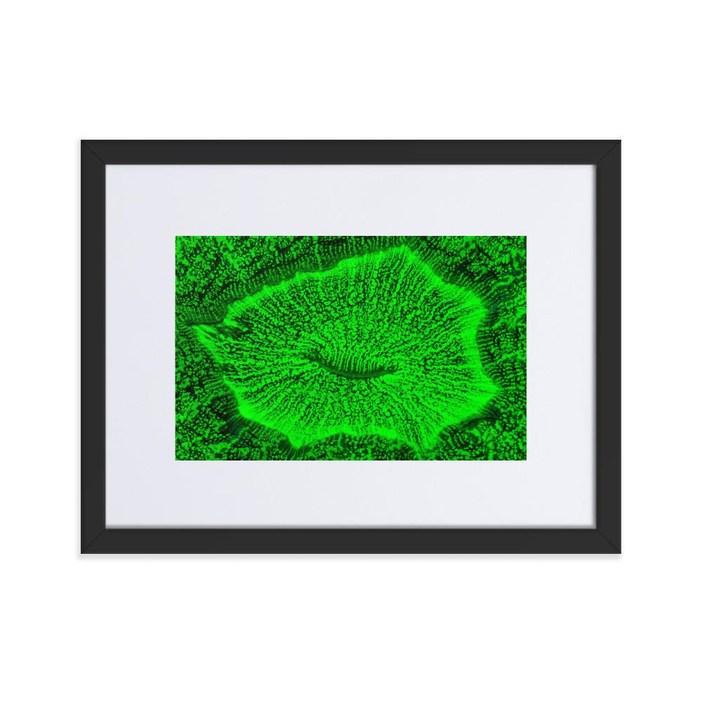 Wulstkoralle - Poster im Rahmen mit Passepartout schwarz / 30×40 cm artlia