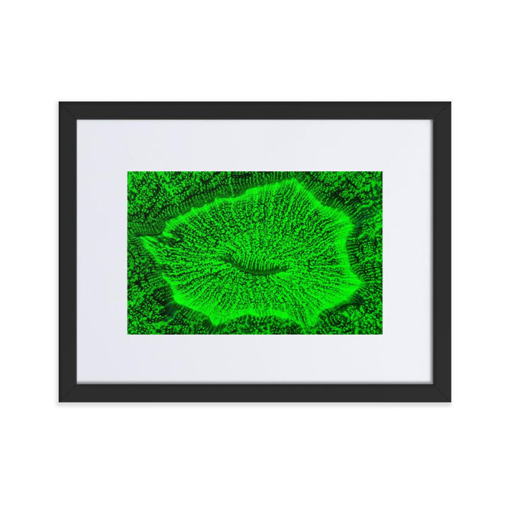 Wulstkoralle - Poster im Rahmen mit Passepartout schwarz / 30×40 cm artlia