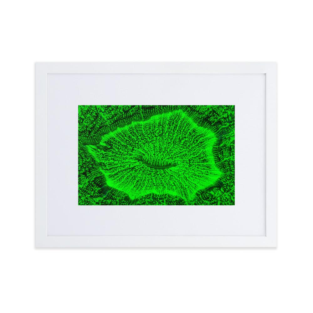 Wulstkoralle - Poster im Rahmen mit Passepartout weiß / 30×40 cm artlia