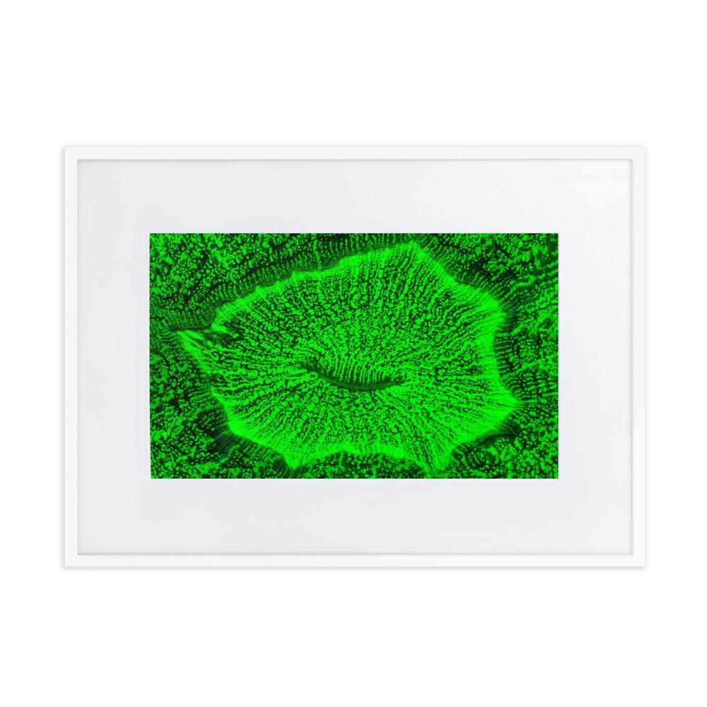 Wulstkoralle - Poster im Rahmen mit Passepartout weiß / 50×70 cm artlia