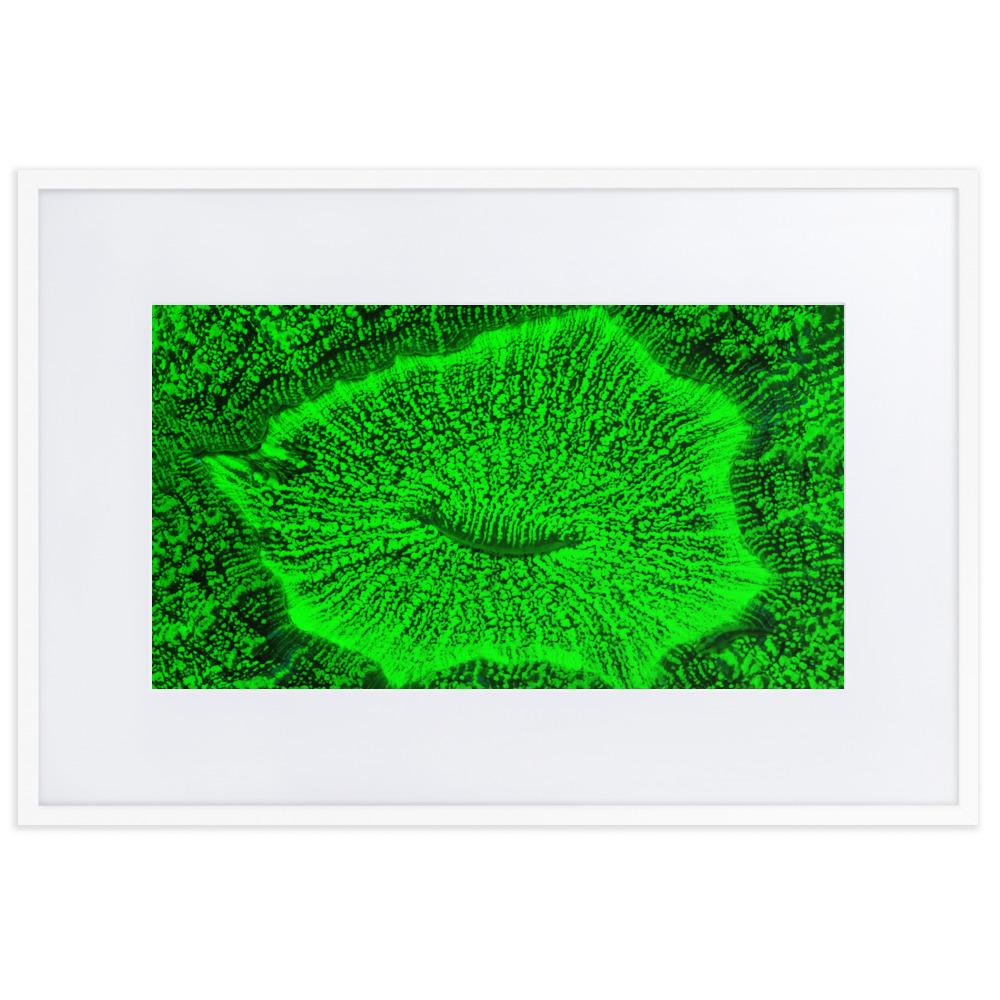 Wulstkoralle - Poster im Rahmen mit Passepartout weiß / 61×91 cm artlia