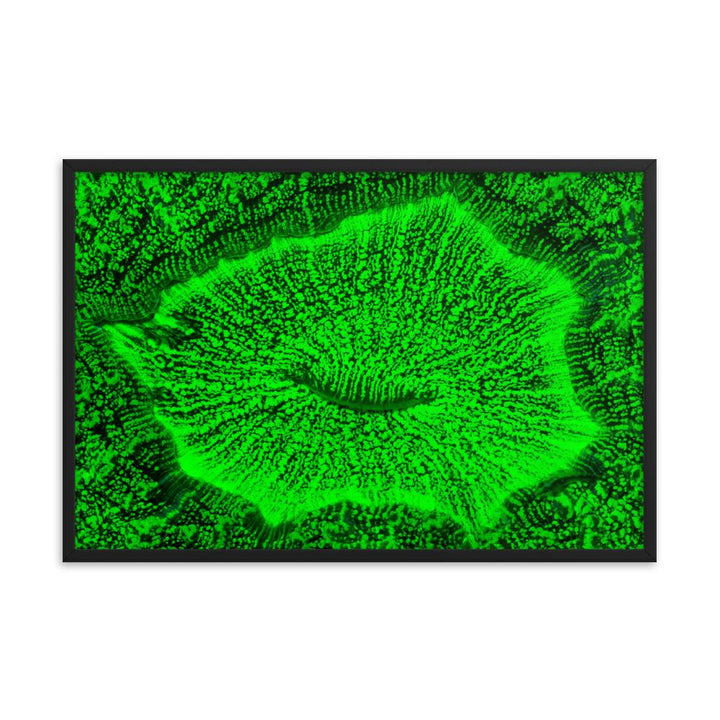 Wulstkoralle - Poster im Rahmen schwarz / 61x91 cm artlia