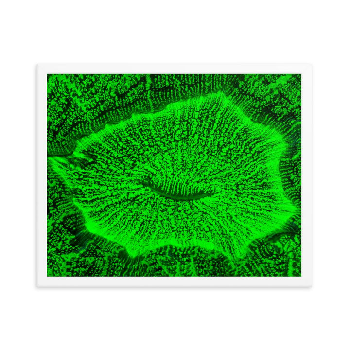 Wulstkoralle - Poster im Rahmen weiß / 41x51 cm artlia