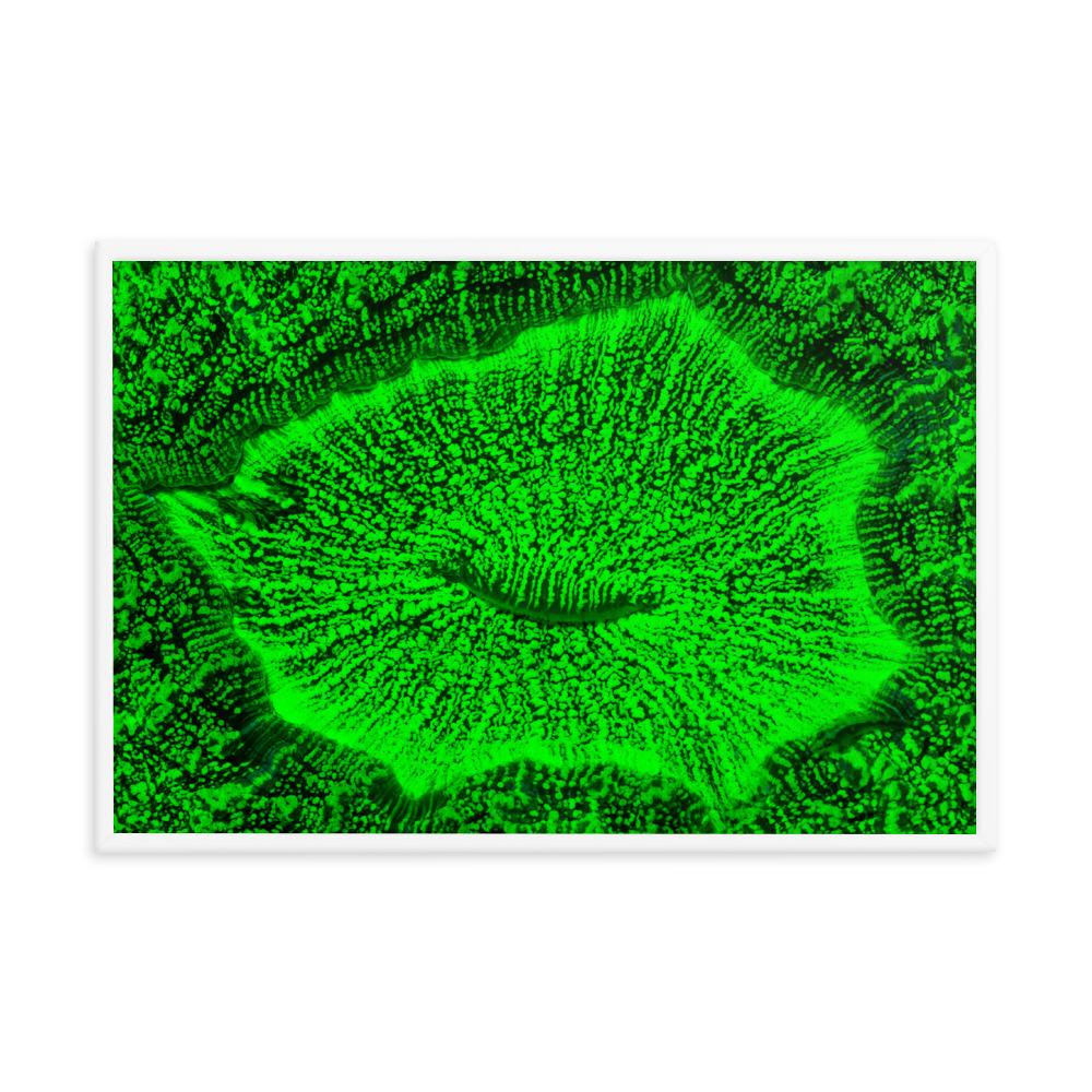 Wulstkoralle - Poster im Rahmen weiß / 61x91 cm artlia