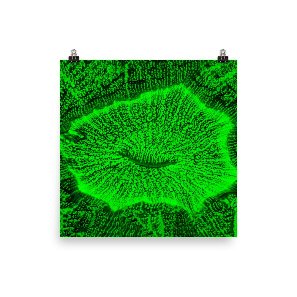 Poster - Wulstkoralle 25x25 cm artlia