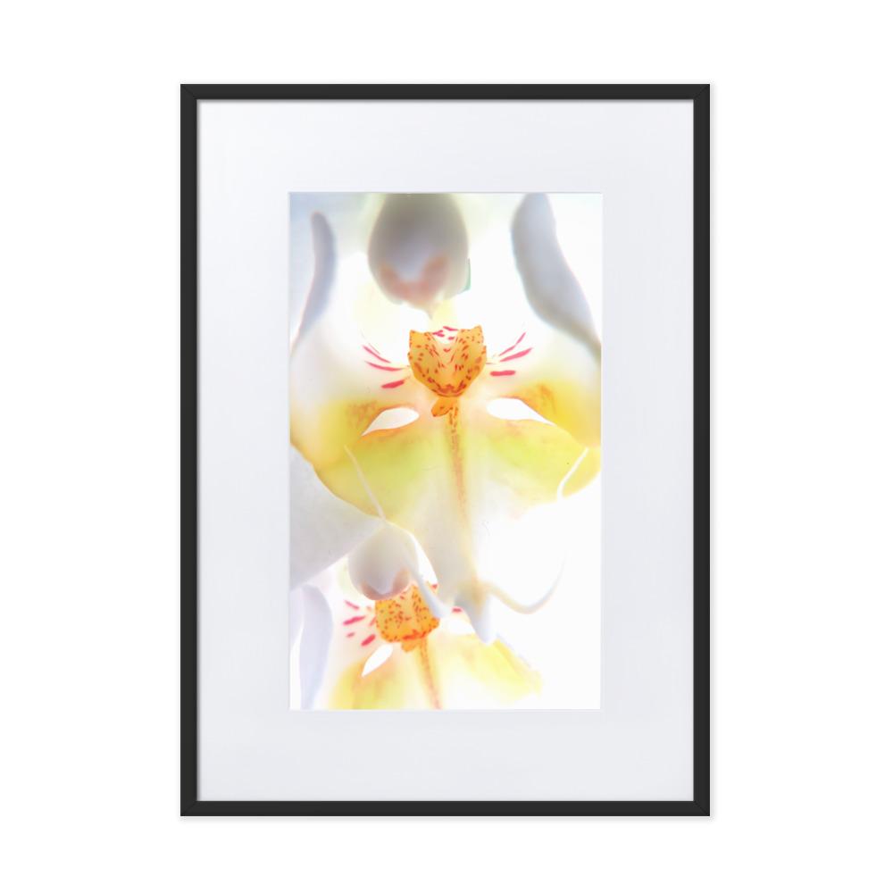 Yellow Orchid - Poster im Rahmen mit Passepartout schwarz / 50×70 cm artlia