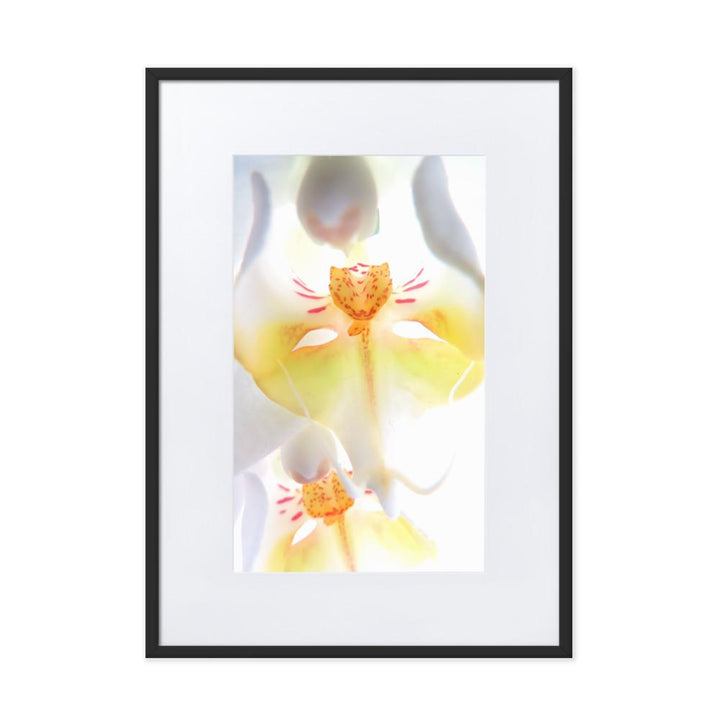 Yellow Orchid - Poster im Rahmen mit Passepartout schwarz / 50×70 cm artlia