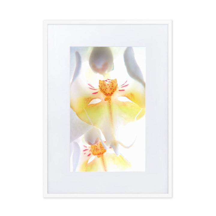Yellow Orchid - Poster im Rahmen mit Passepartout weiß / 50×70 cm artlia