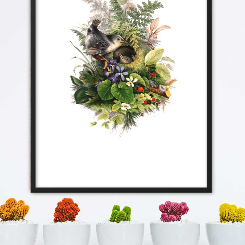 Zaunkönig und das Nest - Poster im Rahmen schwarz / 61x91 cm artlia