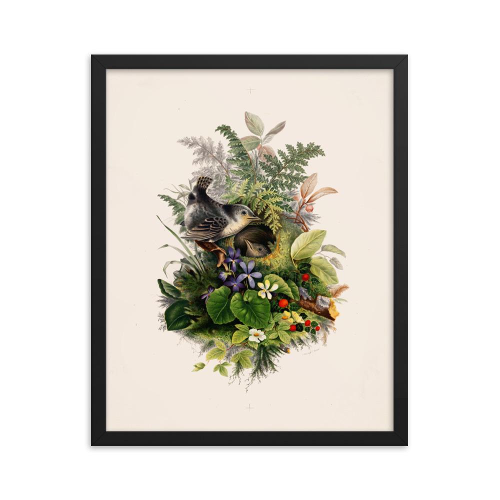 Zaunkönig und das Nest - Poster im Rahmen schwarz / 41x51 cm artlia