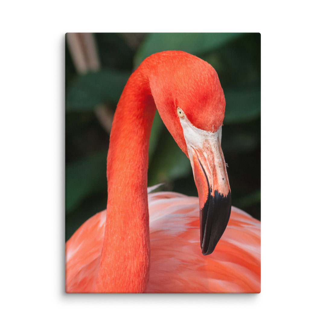 Leinwand - Flamant rose, Phoenicopterus Ruber