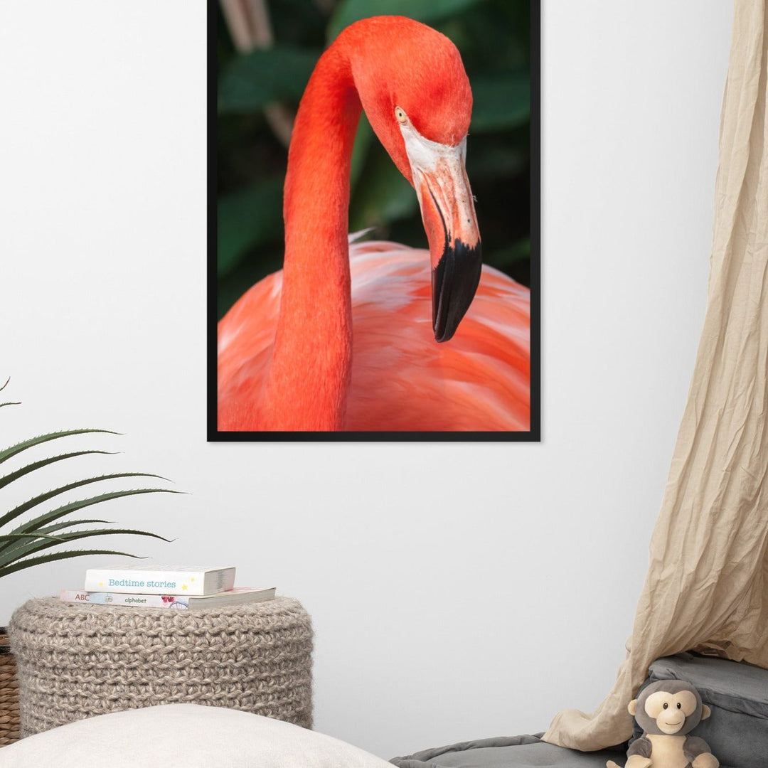 Affiche - Flamant rose, Phoenicopterus Ruber