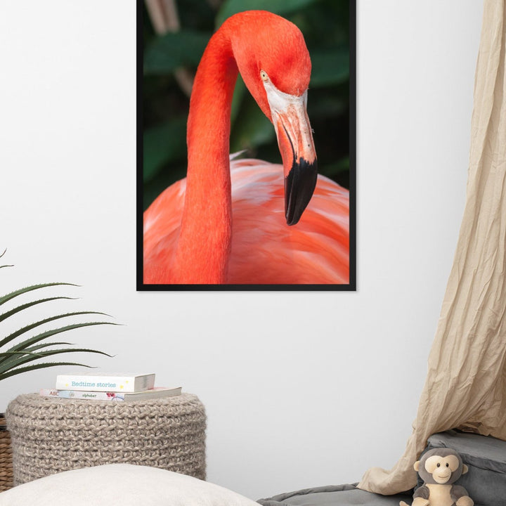 Affiche - Flamant rose, Phoenicopterus Ruber