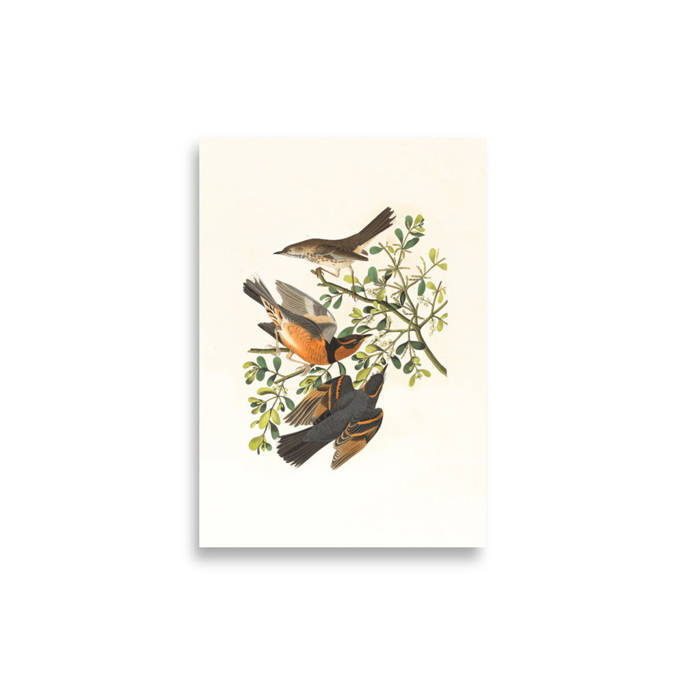 Poster - Three Birds on Branches