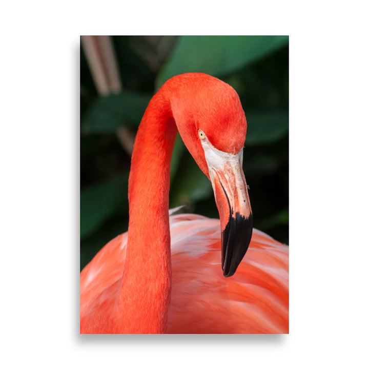 Affiche - Flamant rose, Phoenicopterus Ruber