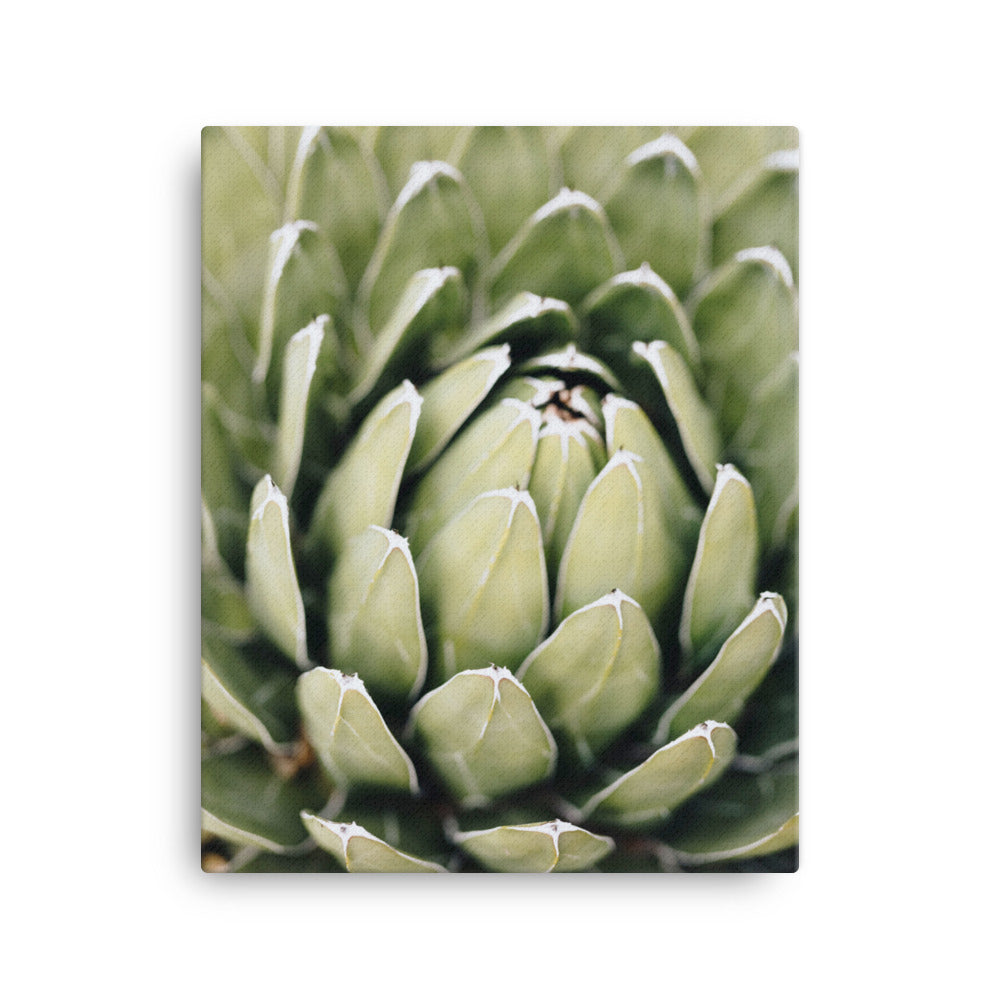 Leinwand - Cactus Flower II Kuratoren von artlia ohne Rahmen / 41x51 cm (16″×20″) artlia