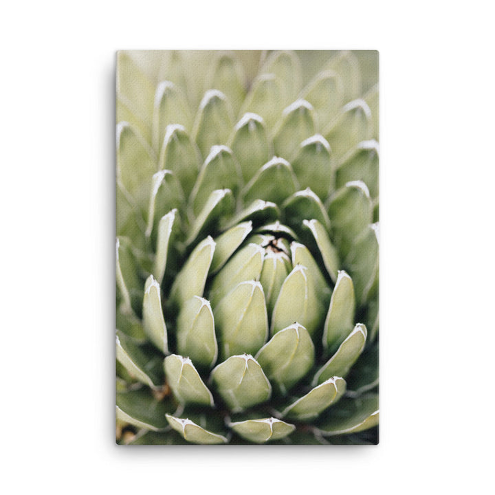 Leinwand - Cactus Flower II Kuratoren von artlia ohne Rahmen / 61x91 cm (24″×36″) artlia