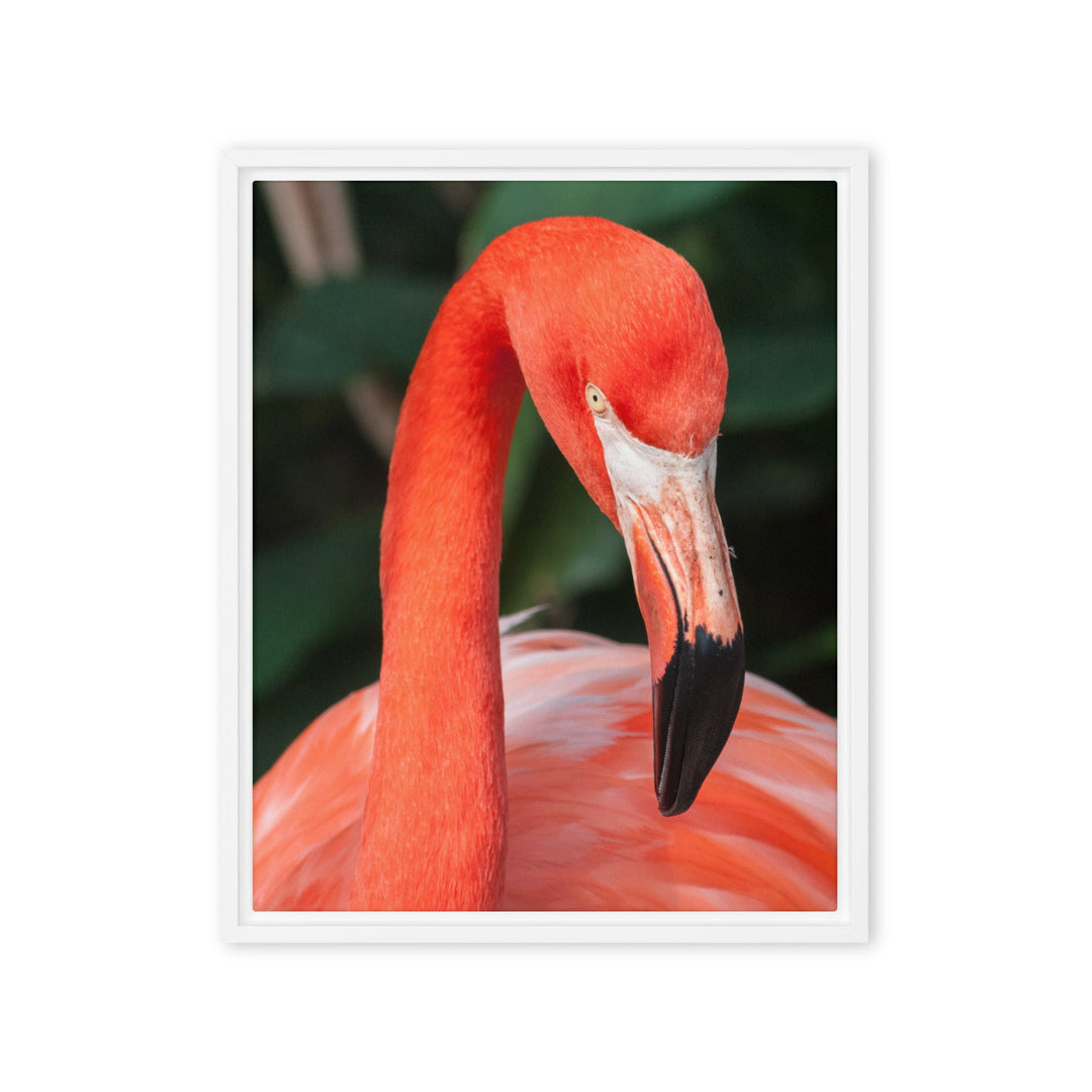 Leinwand - Flamingo, Phoenicopterus Ruber Kuratoren von artlia Weiß / 41x51 cm (16″×20″) artlia