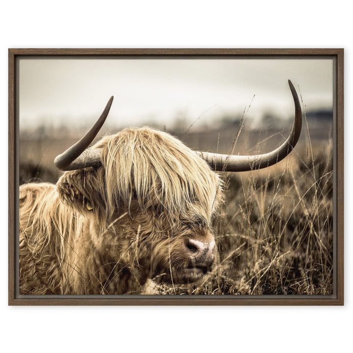 Leinwand - Highland Cattle Retro Kuratoren von artlia Braun / 46x61 cm (18″×24″) artlia