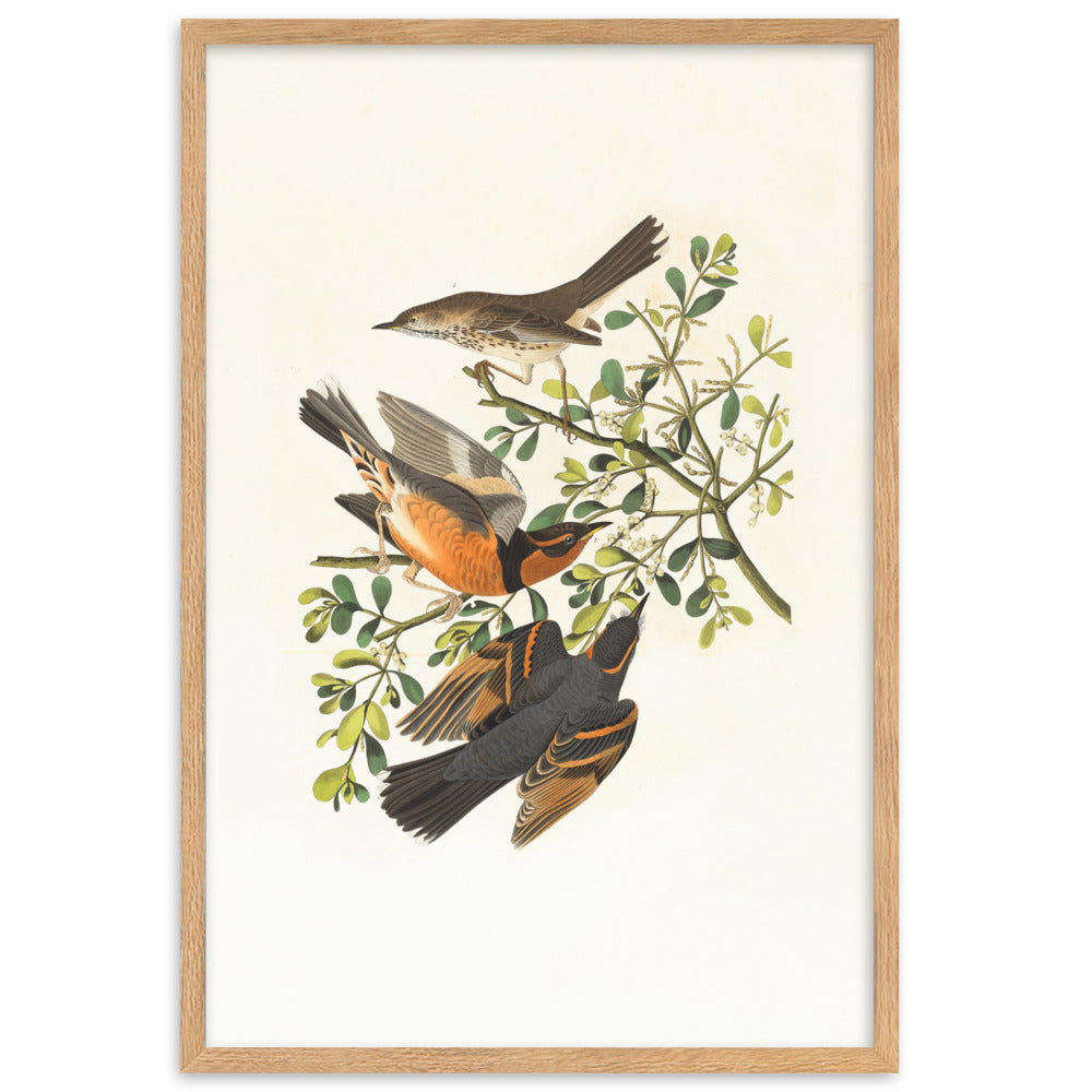Poster - Drei Vögel auf Ästen Boston Public Library Oak / 61×91 cm artlia