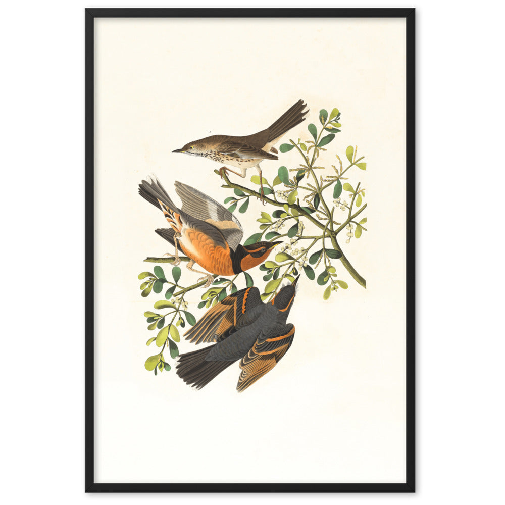 Poster - Drei Vögel auf Ästen Boston Public Library Schwarz / 61×91 cm artlia