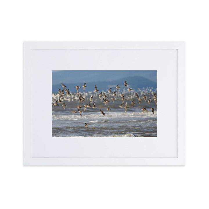 Poster mit Passepartout - Shorebirds Young Han Song Weiß / 30×40 cm artlia